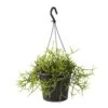 Rhipsalis Mix : Suspension D17cm -Flora Soldes 789740 002