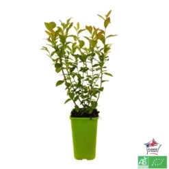 Myrtillier 'Patriot' Bio : Pot De 1,5 Litres -Flora Soldes 791605 001