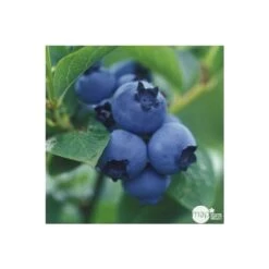Myrtillier 'Patriot' Bio : Pot De 1,5 Litres -Flora Soldes 791605 002
