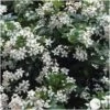 Choisya Ternata: C 5L -Flora Soldes 797537 001