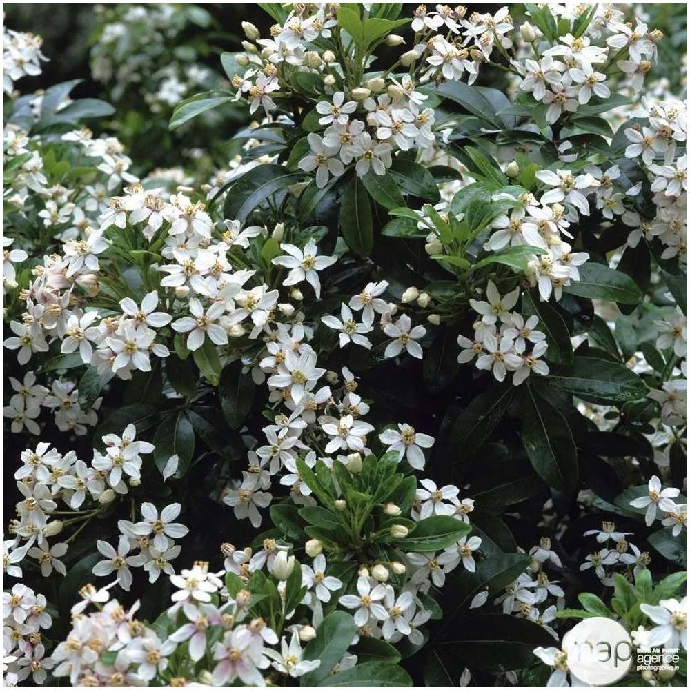 Choisya Ternata: C 5L 3 Choisya Ternata: C 5L