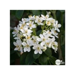 Choisya Ternata: C 5L 10 Choisya Ternata: C 5L -Flora Soldes 797537 002