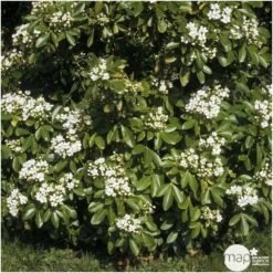 Choisya Ternata: C 5L 11 Choisya Ternata: C 5L -Flora Soldes 797537 003