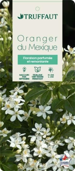 Choisya Ternata: C 5L 14 Choisya Ternata: C 5L -Flora Soldes 797537 005