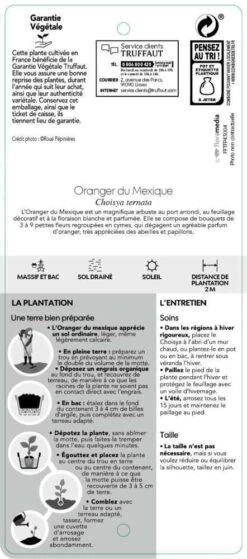 Choisya Ternata: C 5L 13 Choisya Ternata: C 5L -Flora Soldes 797537 006