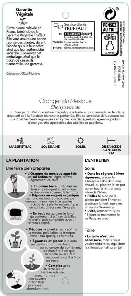 Choisya Ternata: C 5L 7 Choisya Ternata: C 5L – Image 5