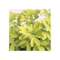 Choisya Ternata Sundance : H30/40cm C 5L -Flora Soldes 797540 003