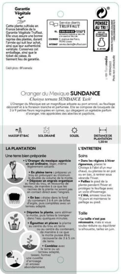 Choisya Ternata Sundance : H30/40cm C 5L -Flora Soldes 797540 004