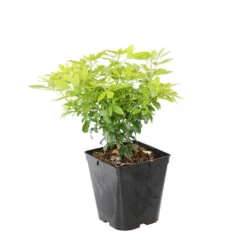 Choisya Ternata Sundance : H30/40cm C 5L -Flora Soldes 797540 1766065