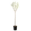 Amandier 'Ferragnes': 1/2 Tige Pot 15L -Flora Soldes 798485 1693480