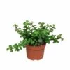 Portulacaria Afra - H25cm, ø10,5cm - Plante D'intérieur -Flora Soldes 7a42b2909e77d20f