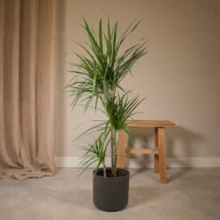 Dracaena Marginata - H115cm, ø21cm - Très Grande Plante D'intérieur -Flora Soldes 7c073eb03a065c9e