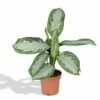 Aglaonema Silver Bay - H55cm, ø17cm - Plante D'intérieur -Flora Soldes 7df0d8b7bb1ce02e
