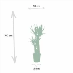 Yucca, Dracaena, Duo De Plantes - Grandes Plantes D'intérieur -Flora Soldes 7e359b0b76b1f232