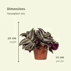 Box 3 Plantes D'intérieur - H20cm, ø12cm - Plantes D'intérieur -Flora Soldes 80e3bcb46ab6a270