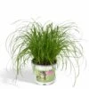 Herbe à Chat - H20cm, ø12cm - Plante D'intérieur -Flora Soldes 812e1731a220e772