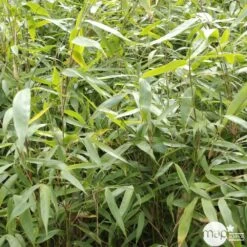 Bambou Non-traçant Fargesia Robusta 'Pingwu': Pot De 5 Litres -Flora Soldes 814657 001