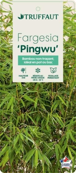 Bambou Non-traçant Fargesia Robusta 'Pingwu': Pot De 5 Litres -Flora Soldes 814657 002