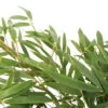 Bambou Non-traçant Fargesia Robusta 'Pingwu': Pot De 5 Litres -Flora Soldes 814657 2056285