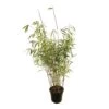 Bambou Non-traçant Fargesia Scabrida 'Asian Wonder': Pot De 5 Litres -Flora Soldes 814658 001