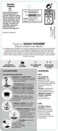 Bambou Non-traçant Fargesia Scabrida 'Asian Wonder': Pot De 5 Litres -Flora Soldes 814658 002