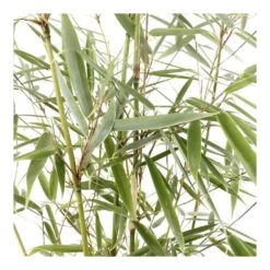 Bambou Non-traçant Fargesia Robusta 'Campbell': Pot De 12 Litres -Flora Soldes 814665 001