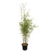 Bambou Non-traçant Fargesia Robusta 'Campbell': Pot De 12 Litres -Flora Soldes 814665 2056288