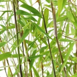 Bambou Non-traçant Fargesia Nitida 'Red Dragon': Pot De 12 Litres -Flora Soldes 814666 002