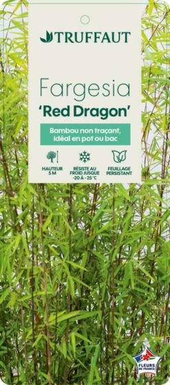 Bambou Non-traçant Fargesia Nitida 'Red Dragon': Pot De 12 Litres -Flora Soldes 814666 003