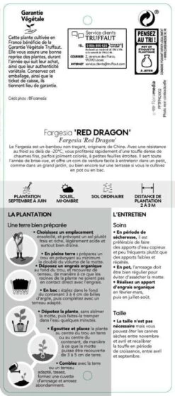 Bambou Non-traçant Fargesia Nitida 'Red Dragon': Pot De 12 Litres -Flora Soldes 814666 004
