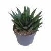 Gasteria - H25, ø17cm - Plantes D'intérieur Facile D'entretien -Flora Soldes 816c109d2960bb84