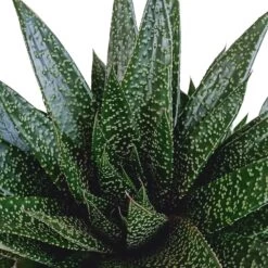 Gasteria - H25, ø17cm - Plantes D'intérieur Facile D'entretien -Flora Soldes 818ffe401a08ccd6