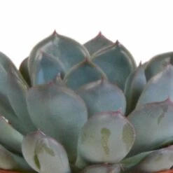 Echeveria Et Leurs Caches-pots Terracotta, Box De 3 Plantes - H12cm, ø9,5cm - Plantes D'intérieur -Flora Soldes 820632fa87eaa260