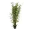 Bambou Non-traçant Fargesia Angustissima: Pot De 5 Litres -Flora Soldes 825296 003