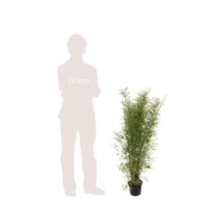 Bambou Non-traçant Fargesia Angustissima: Pot De 5 Litres -Flora Soldes 825296 005