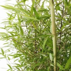 Bambou Non-traçant Fargesia Angustissima: Pot De 5 Litres -Flora Soldes 825296 006