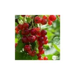Groseillier à Grappes 'Jonkheer Van Tets' Bio: Pot 1,5 Litres -Flora Soldes 827044 003