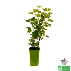 Groseillier à Grappes 'Jonkheer Van Tets' Bio: Pot 1,5 Litres -Flora Soldes 827044 004