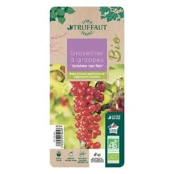 Groseillier à Grappes 'Jonkheer Van Tets' Bio: Pot 1,5 Litres -Flora Soldes 827044 005