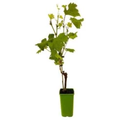 Vigne 'Seyval Blanc' AB - Pot 1,5 L -Flora Soldes 827056 004