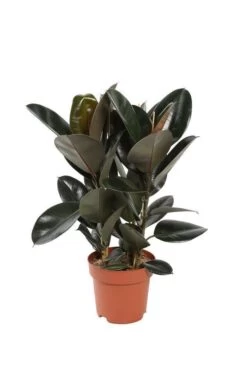 Ficus Elastica 'Abidjan': D.24xh.75cm -Flora Soldes 827090 001