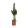 Euphorbia Erythrea : Pot D19 X H80cm -Flora Soldes 827295 001