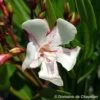 Nerium Oleander Harriet Newding' Pot 5L -Flora Soldes 827681 001