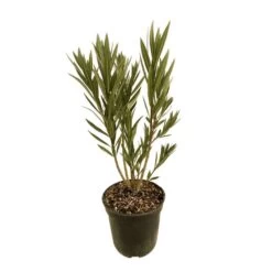 Nerium Oleander Harriet Newding' Pot 5L -Flora Soldes 827681 005