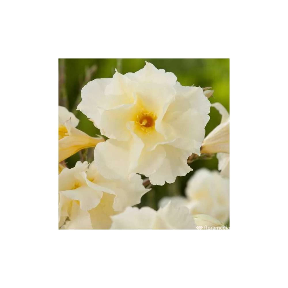 Nerium Oleander Luteum Plenum' Pot 5L 3 Nerium Oleander Luteum Plenum' Pot 5L