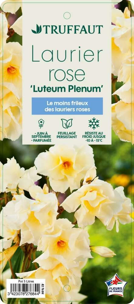 Nerium Oleander Luteum Plenum' Pot 5L 4 Nerium Oleander Luteum Plenum' Pot 5L - Image 2