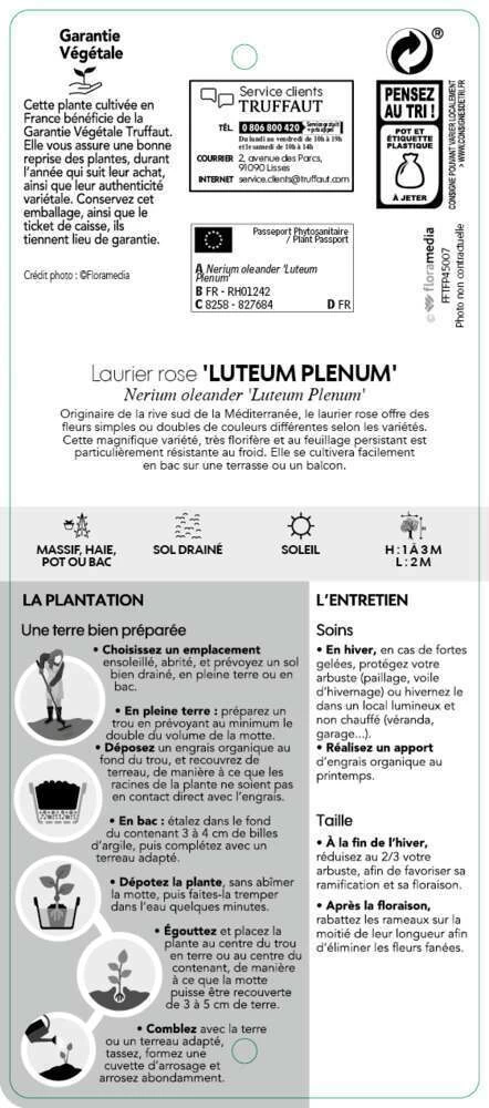 Nerium Oleander Luteum Plenum' Pot 5L 5 Nerium Oleander Luteum Plenum' Pot 5L - Image 3