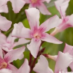 Nerium Oleander Villa Romaine' Pot 5L -Flora Soldes 827688 001