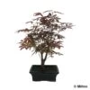 Acer Palmatum 'Atropurpureum' 8/9 D'âge -Flora Soldes 828653 001