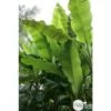 Musa Basjoo : C15L -Flora Soldes 828724 001